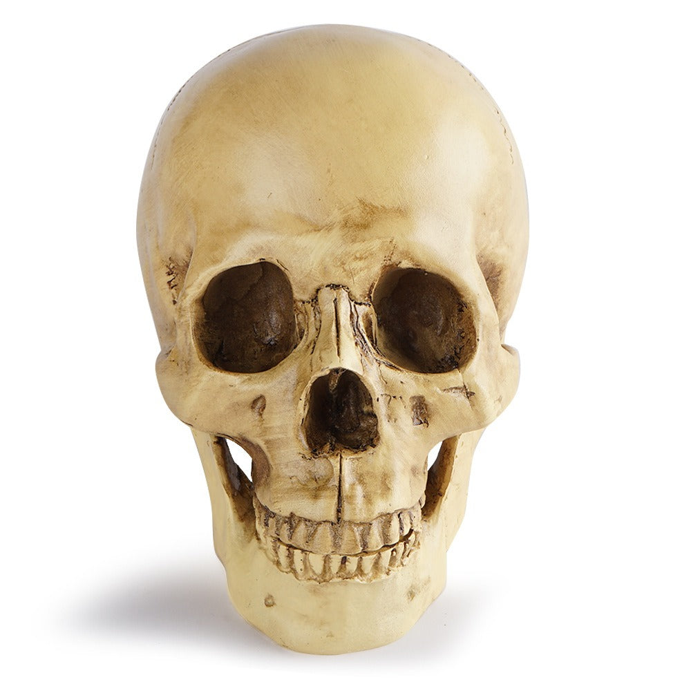 Resin Skull Bar Decorates Human Skull