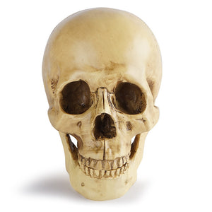Resin Skull Bar Decorates Human Skull