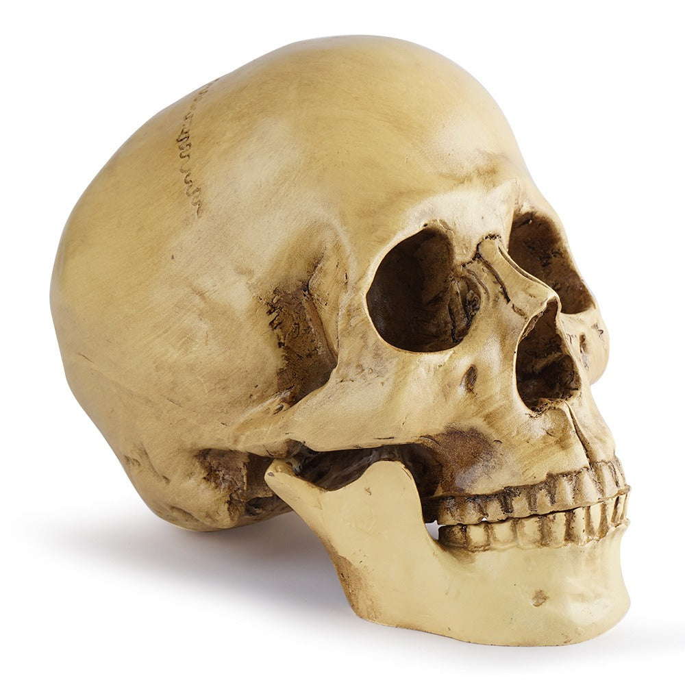 Resin Skull Bar Decorates Human Skull