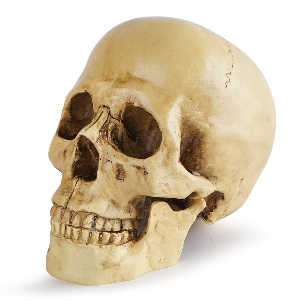 Resin Skull Bar Decorates Human Skull