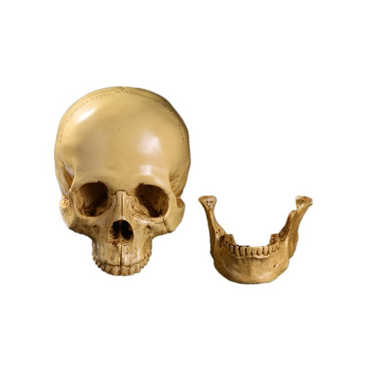 Resin Skull Bar Decorates Human Skull