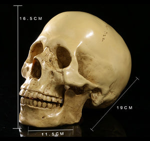 Resin Skull Bar Decorates Human Skull