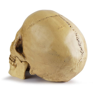 Resin Skull Bar Decorates Human Skull